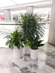 江北绿植租赁公司，专业团队，铸就绿色租赁典范！